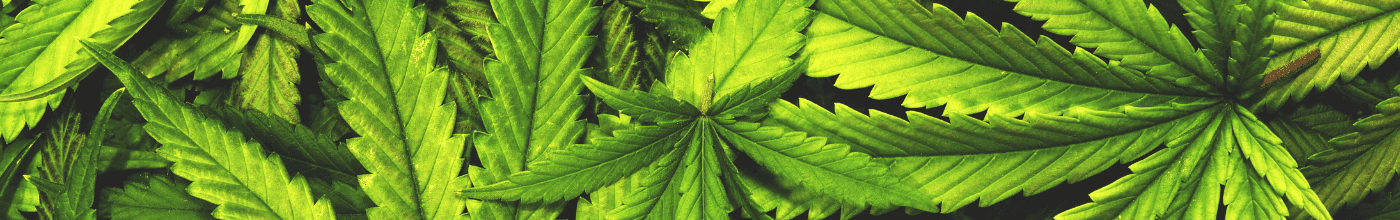 Hellgrüne Cannabis Blätter 